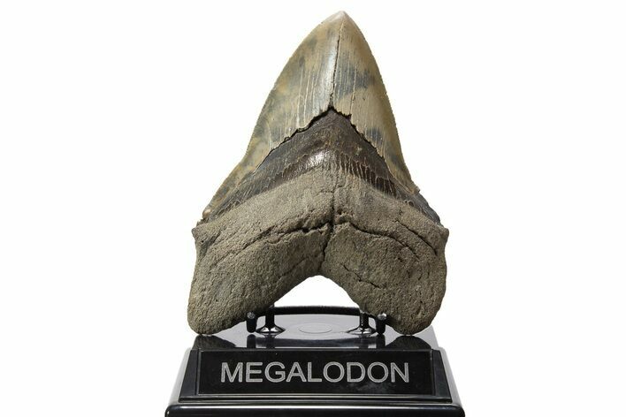 Colorful Fossil Megalodon Tooth - Sharply Serrated #343590